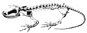 Adult Amphibians. External Anatomy