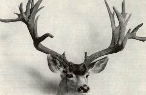 Blacktail Deer. Mule Deer. History. Identification