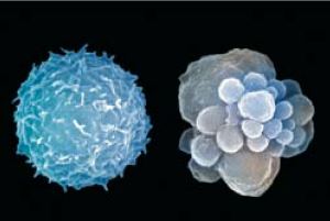 Publications in Biology
